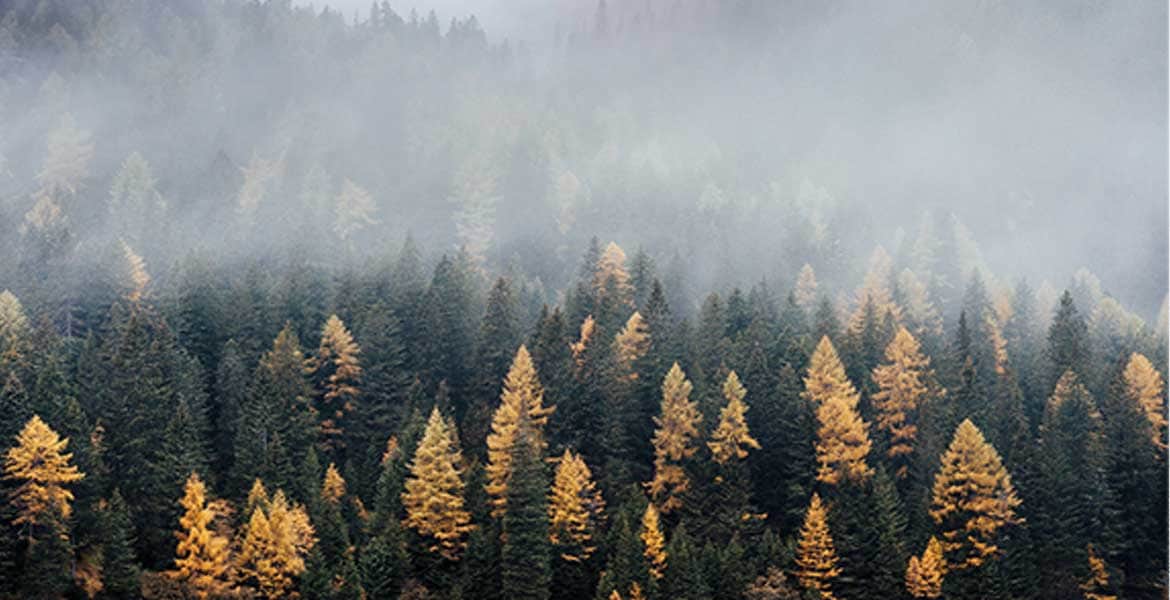 You are currently viewing Why Arboricultural Impact Assessment (AIA) Reports are Essential for Development Projects